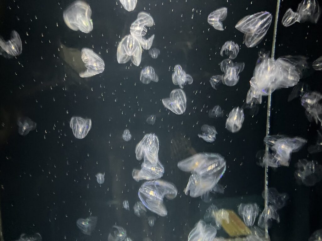 加茂水族館