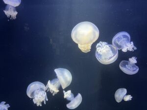 加茂水族館のクラゲ