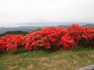 田束山のつつじ