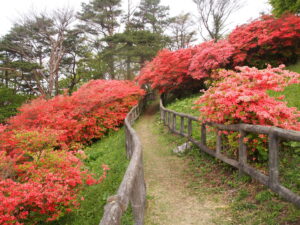 田束山のつつじ