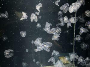 加茂水族館のクラゲ
