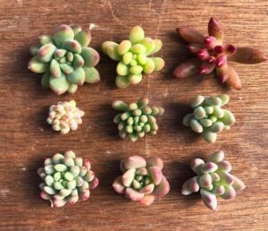 つぶつぶ生活、はじめました!