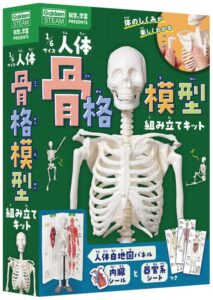 1/6サイズ人体骨格模型組み立てキット